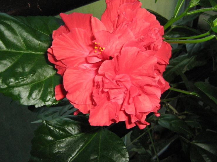 an orange flower with large leaves around it