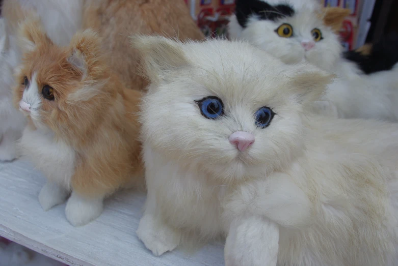 three small kittens on display together on a shelf