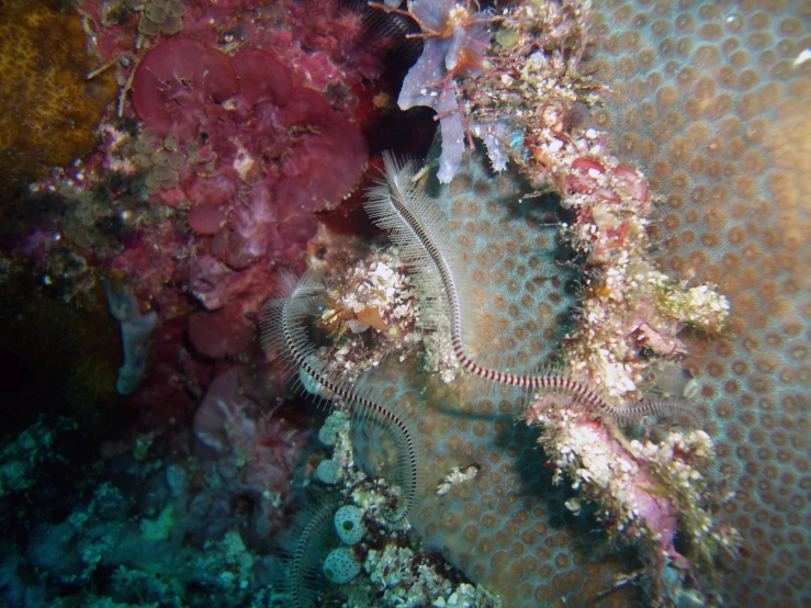 a picture taken from below of a coral reef