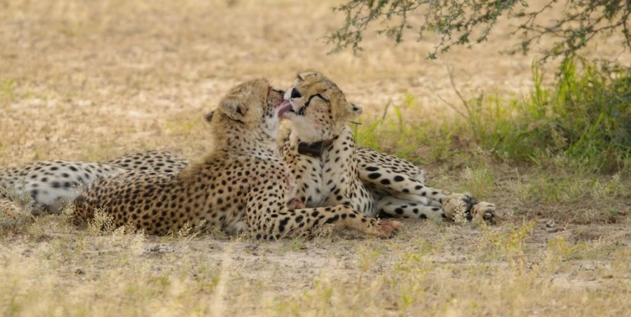 two adult cheetah cubs play in the dry field