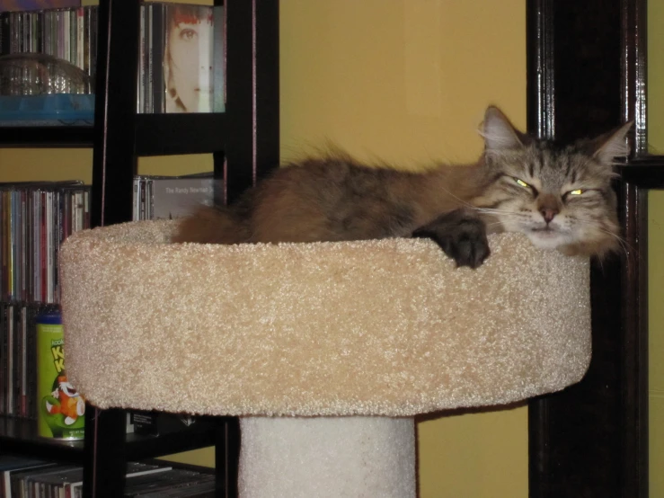 a gray cat lays on top of the cat tree