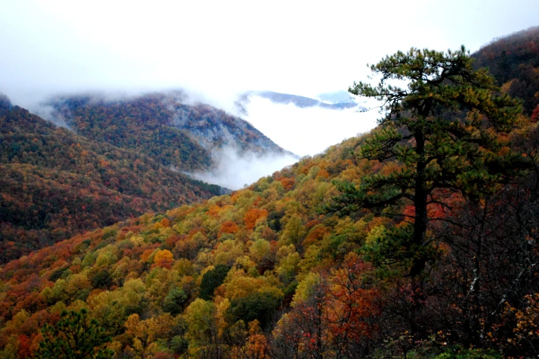 a treeline covered hillside with some very bright colored trees