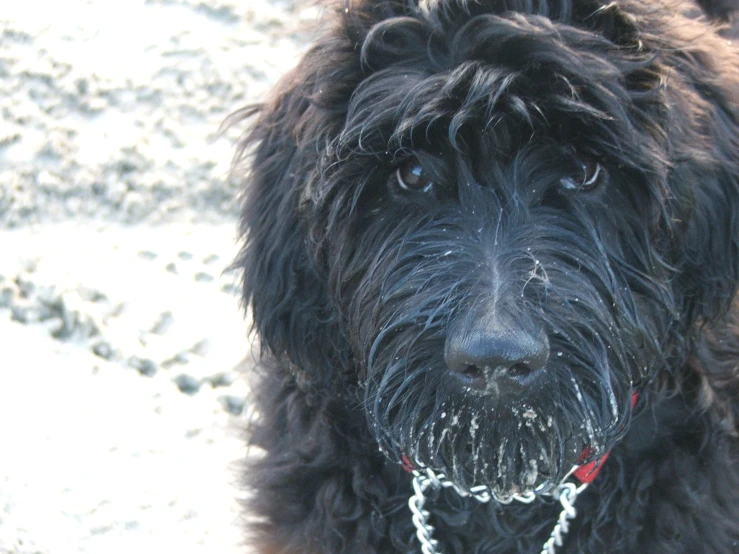 the dog is outside in the winter and has been wet