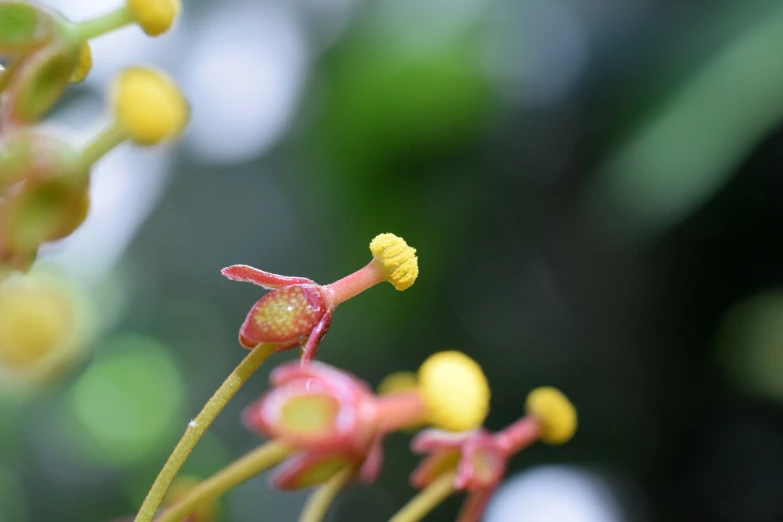 red and yellow buds form a unique flower for this small plant