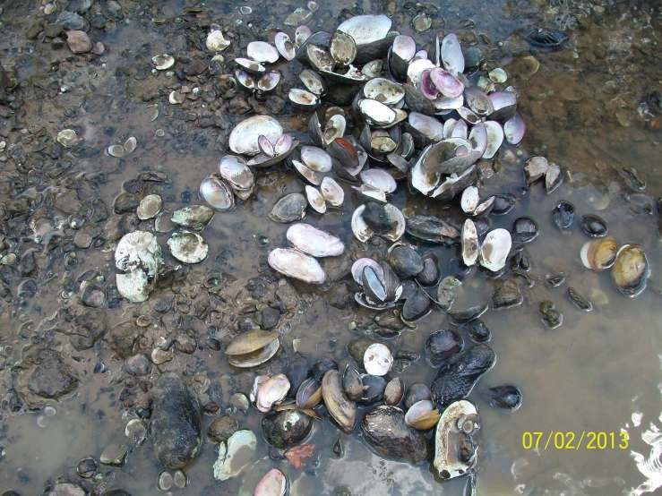 a bunch of different types of shells on water