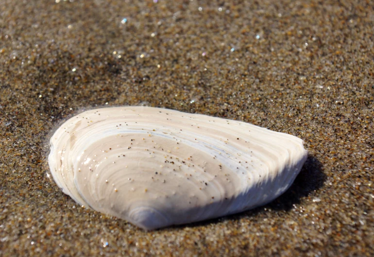 there is a shell on the sand by itself