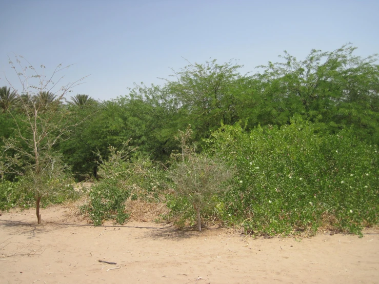 a dirt field with grass, trees and bushes