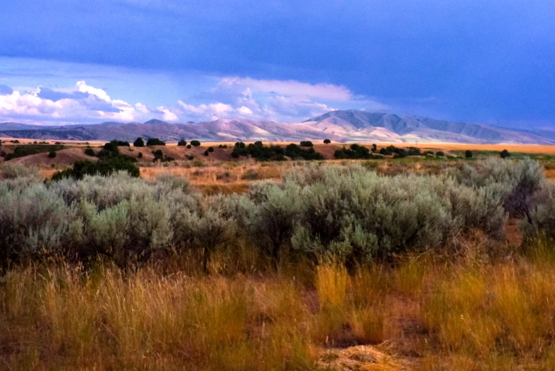 a field with brush in the foreground and a mountain range