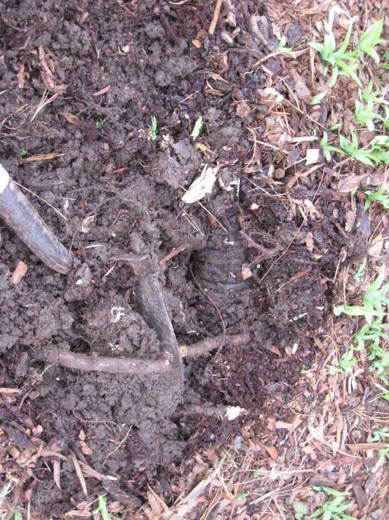 a gardening tool laying on a bed of dirt and mulch