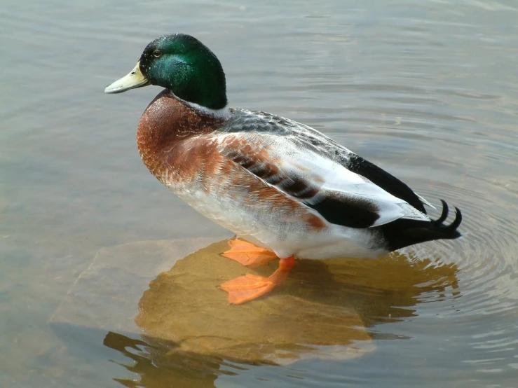 the duck is standing in the water