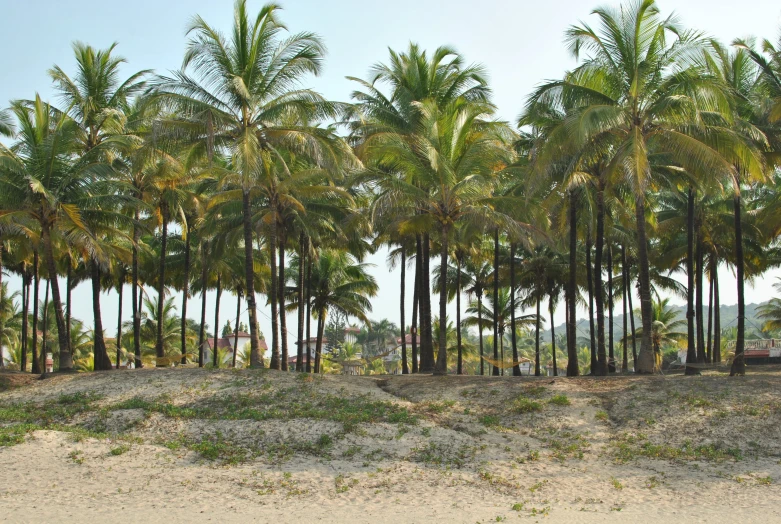 there are many palm trees by the water