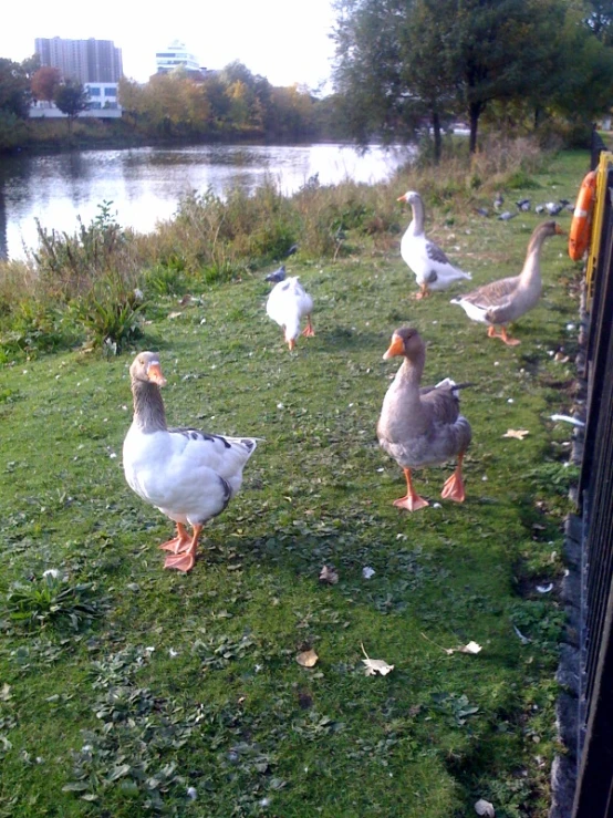 several ducks in grassy area next to a lake