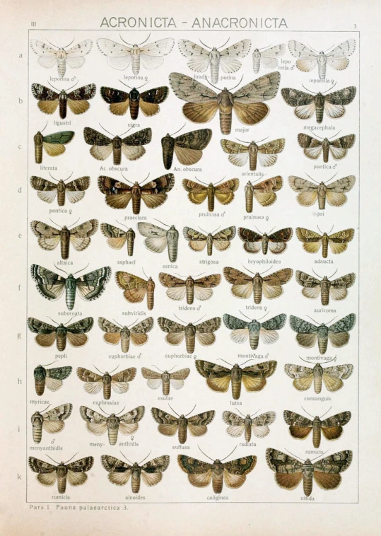 a picture of an insect illustration with different moths