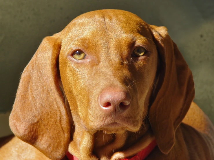 a close up of a dog looking at the camera