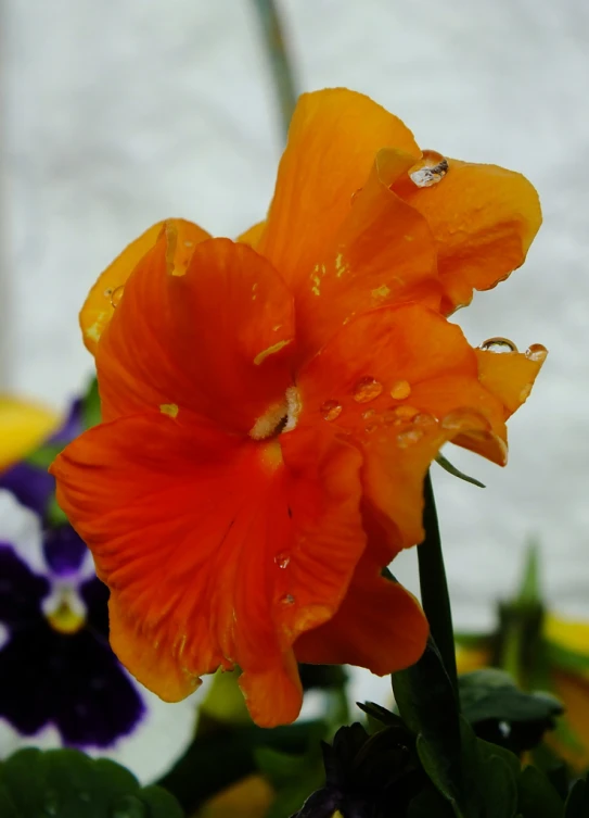 a flower with rain drops sitting on top of it