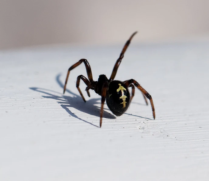 a close - up image of a large spider standing on the ground