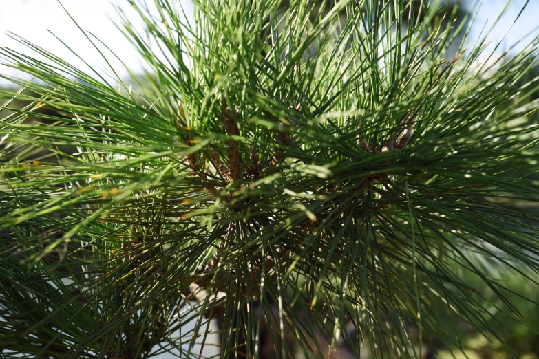 a close up of a pine tree with lots of leaves