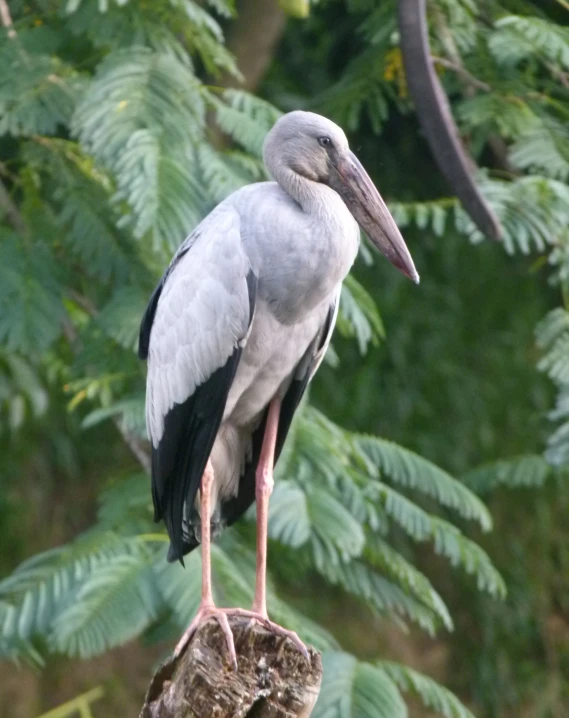 a grey and black bird standing on top of a wooden piece