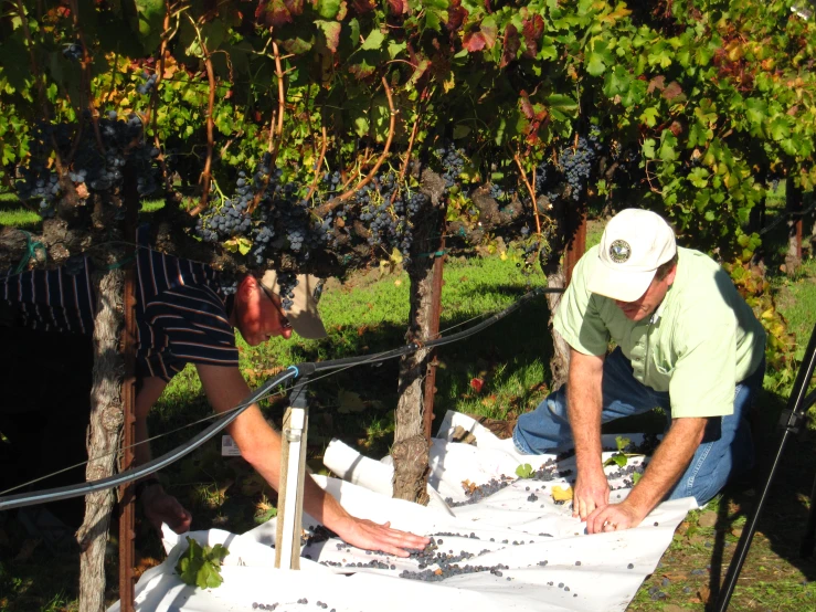 two men in the g field sorting and drying gs