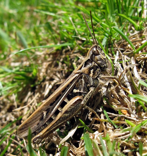 close up of a locus in the grass