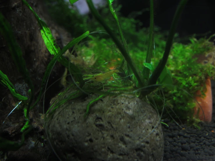 a moss covered rock next to a tree filled with lots of plants