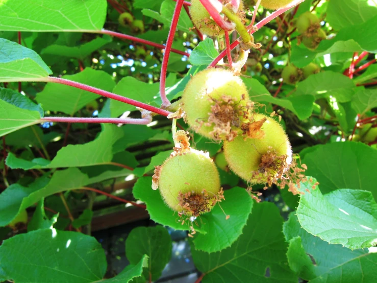 some very green fruit growing on some big leaves