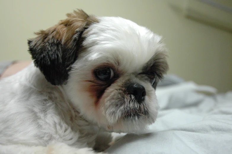 a small dog sitting on a bed with blankets