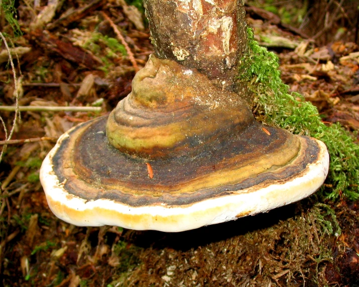 a mushroom sitting on the side of a tree stump