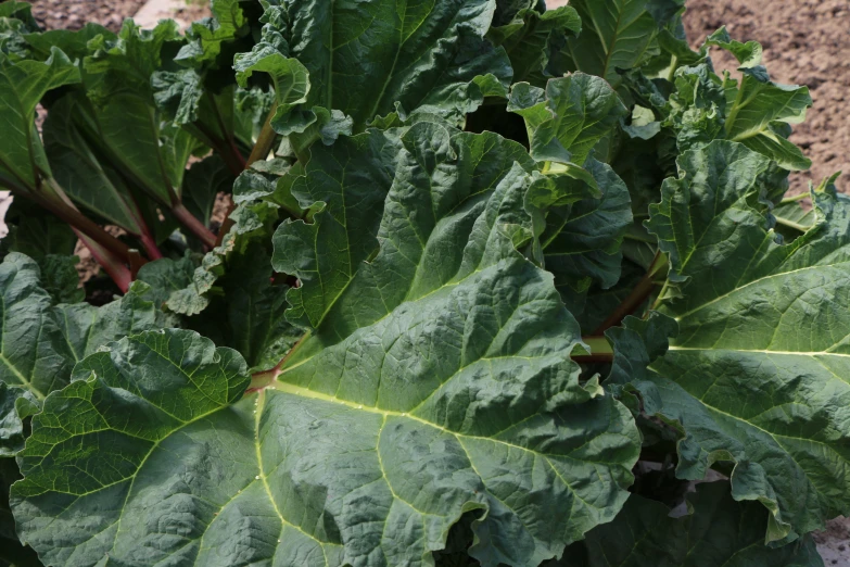 closeup of some leafy vegetables in the dirt