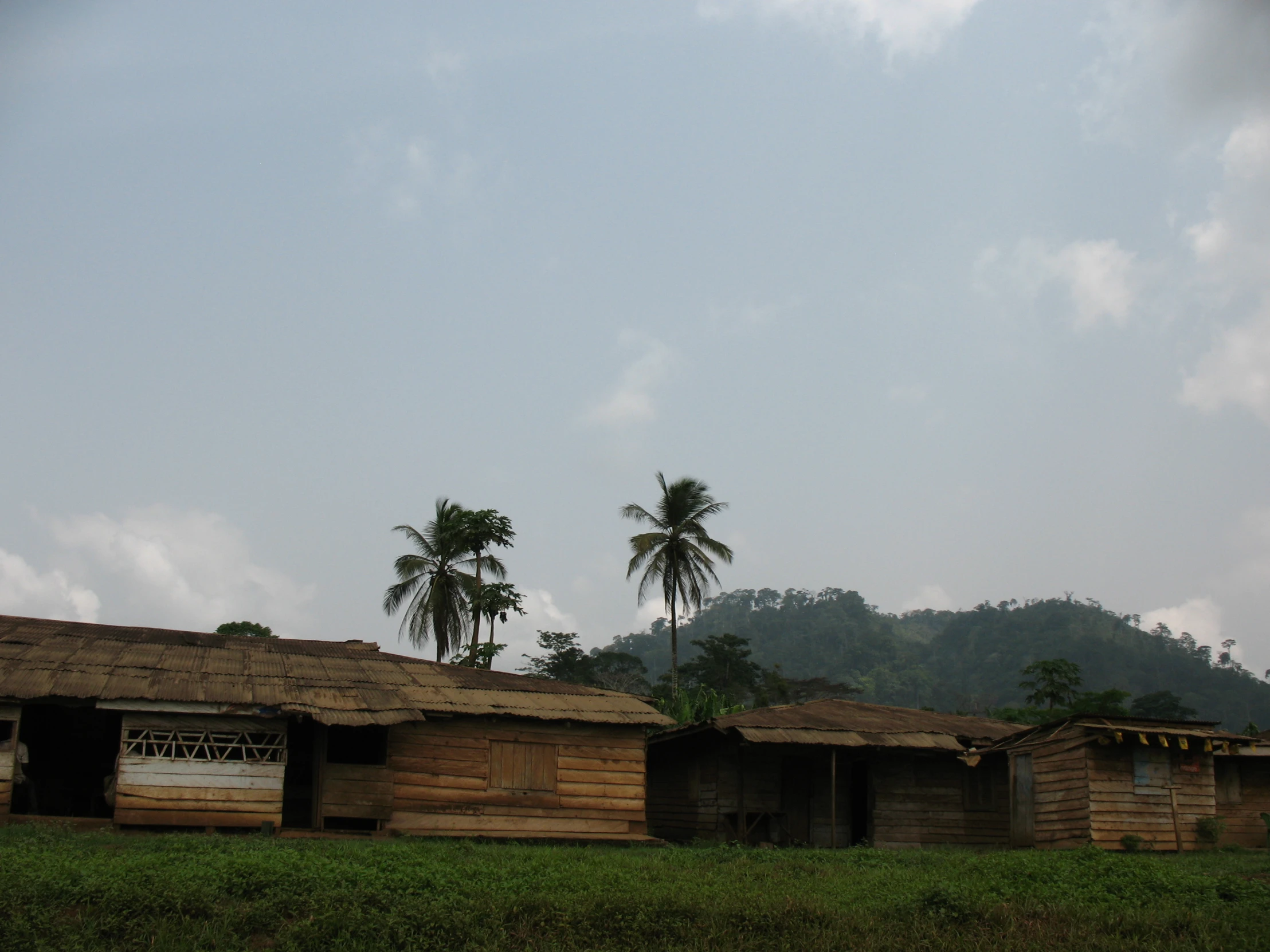 a rural hut in the jungle with palm trees