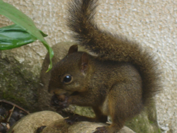 a brown squirrel on a rock with a tree leaf in the background