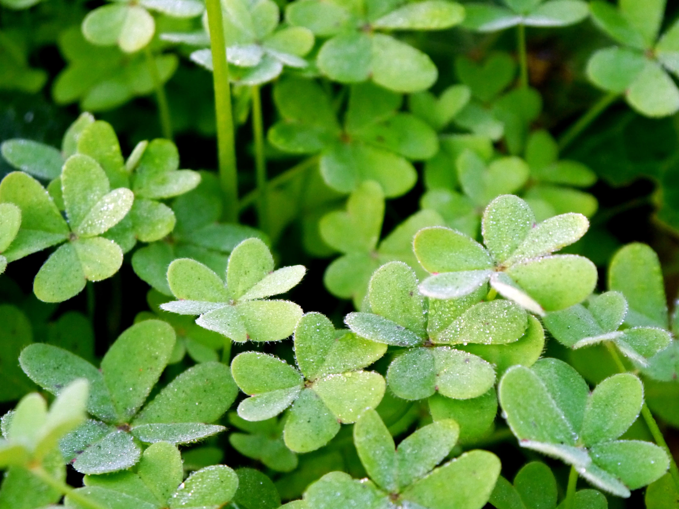 a close up of green leaves with lots of water droplets