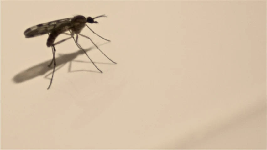 a mosquito is seen on a light wall