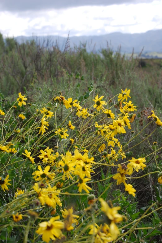 a bunch of wildflowers are blooming near some grass