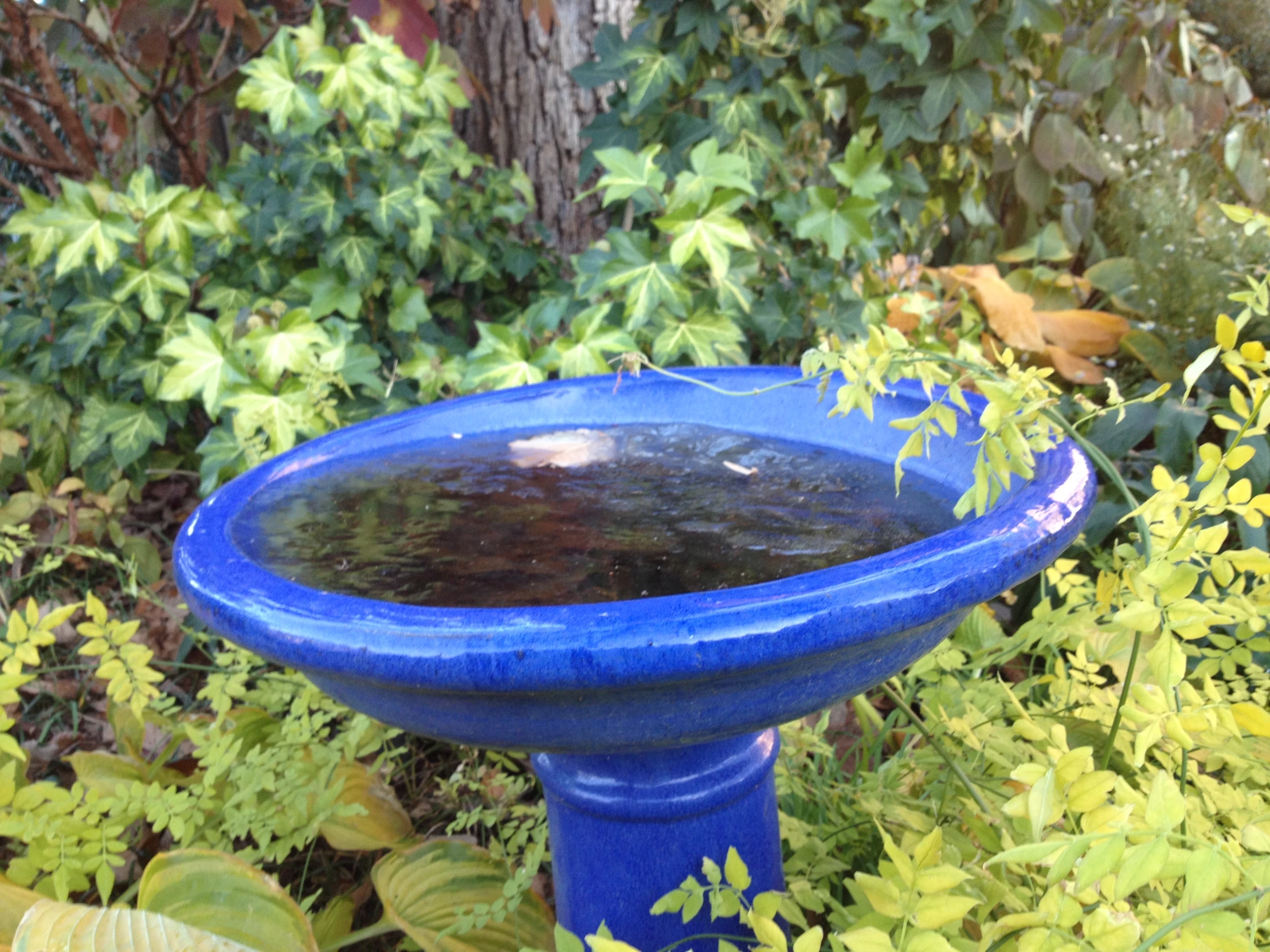 a blue bird bath surrounded by lush green plants