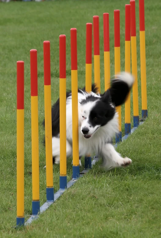 a puppy jumps between two orange cones in the grass