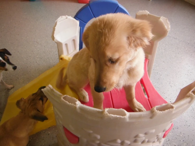 two dogs playing on a miniature boat with their owners