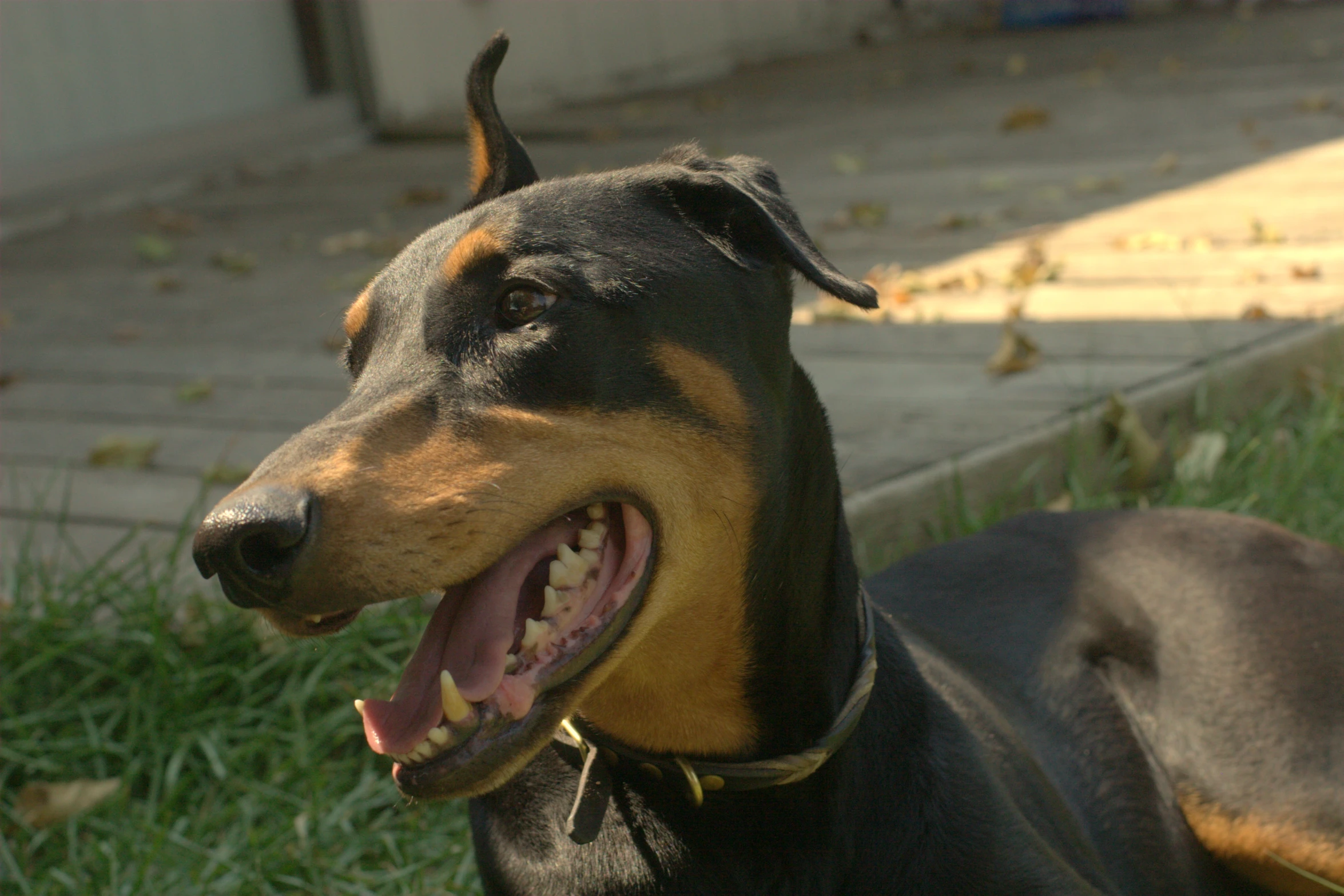 a dog with a black and tan doberman in his mouth