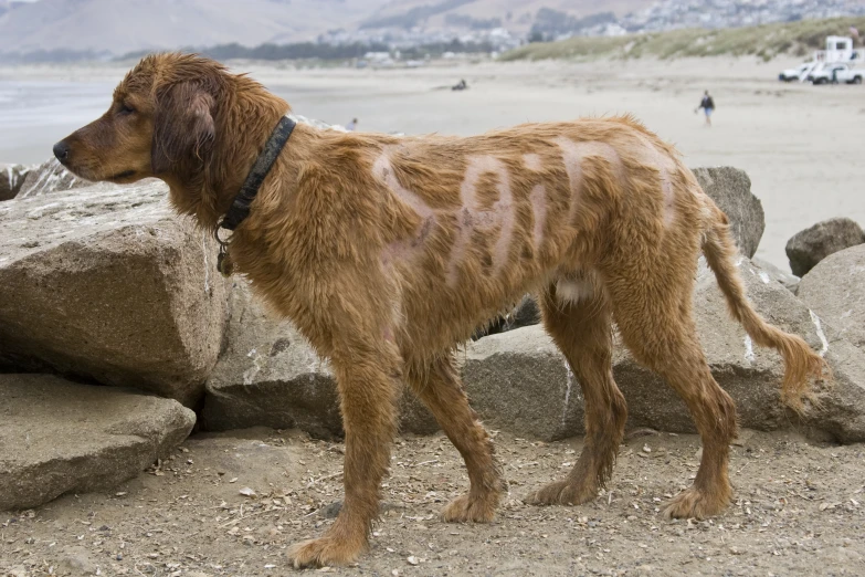 a dog on a beach that has sand stains on it