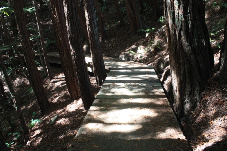 a path in the woods between two trees