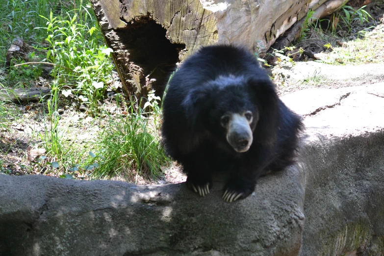 black bear sitting on top of a rock and looking at the camera