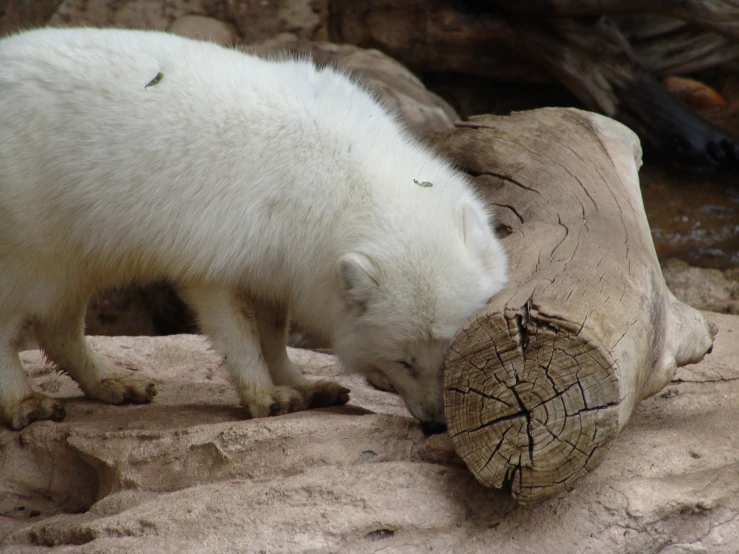 a polar bear sniffing a log on the ground