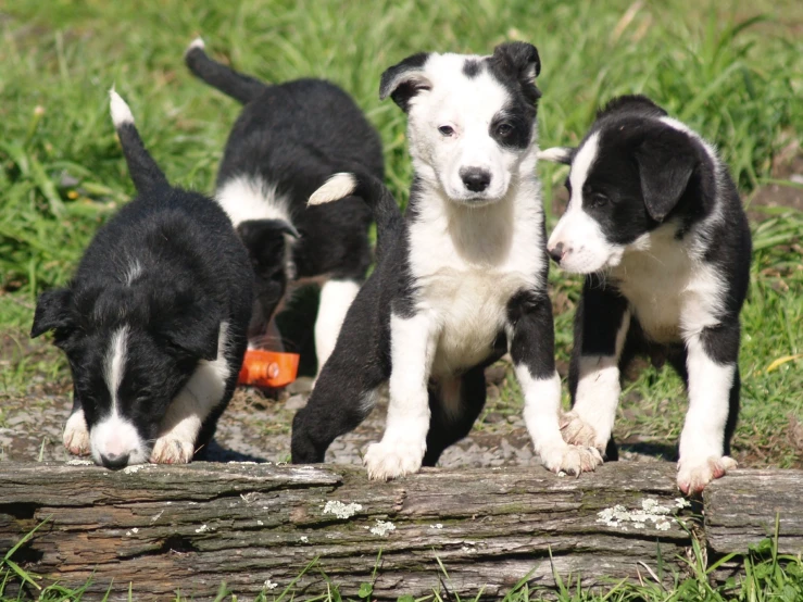 three small black and white puppies are standing next to a log