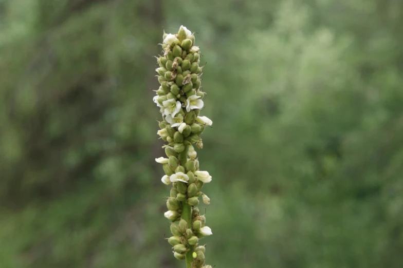 a close up of a tall white flower in front of trees