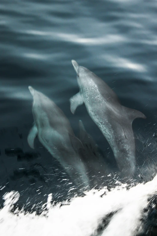 three dolphins are swimming in the water