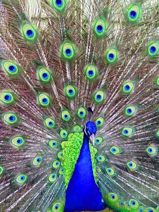 a blue and green peacock with feathers spread out