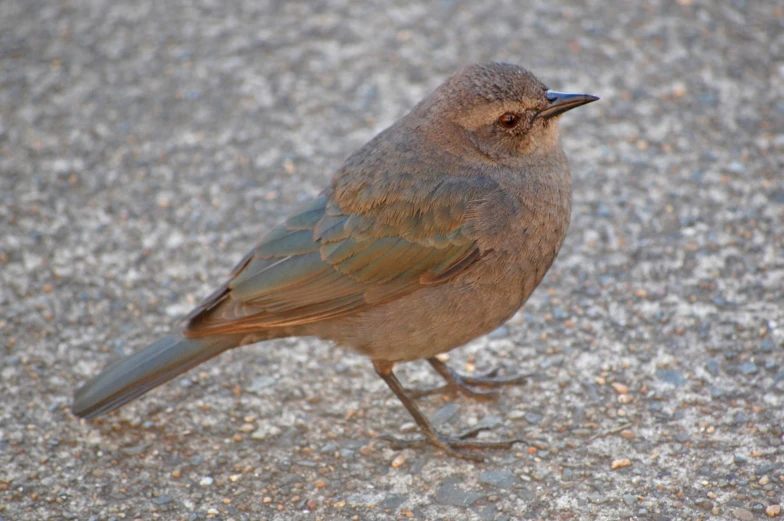 a brown bird is standing on the asphalt