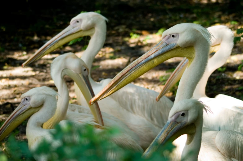 three white birds are sitting close together