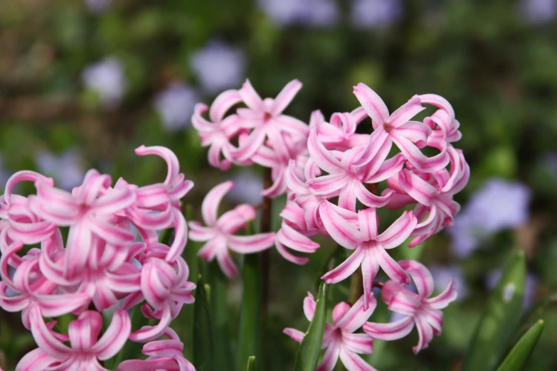 a close up image of flowers in the grass