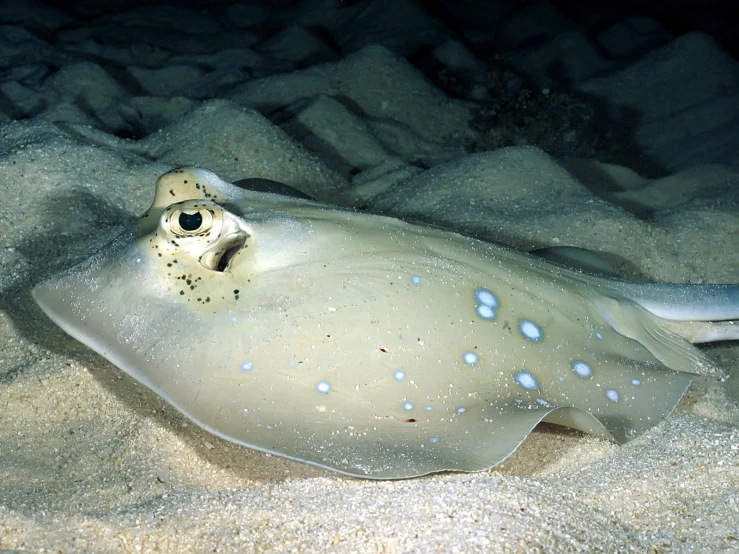 a fish is laying on the sand under the water